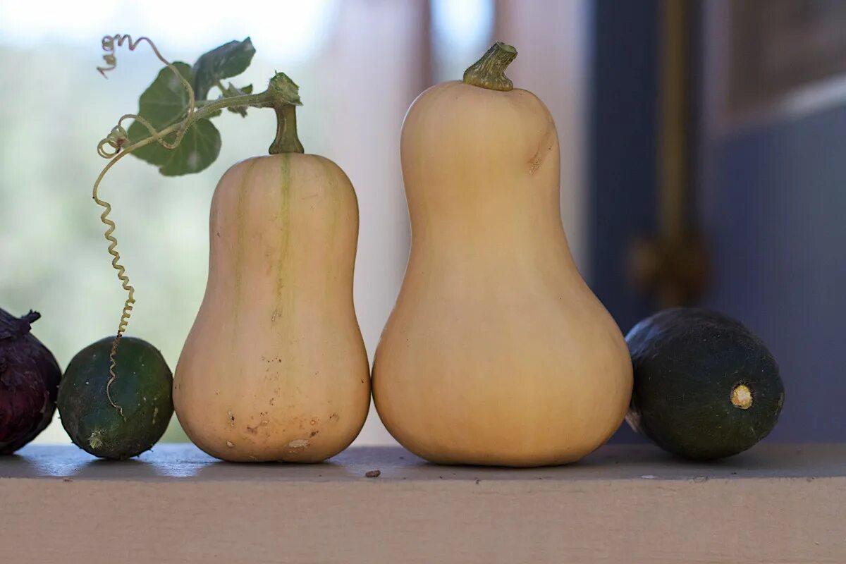 Название тыквы грушевидной формы фото Free Images : fruit, food, produce, vegetable, ceramic, pear, cucurbita, floweri
