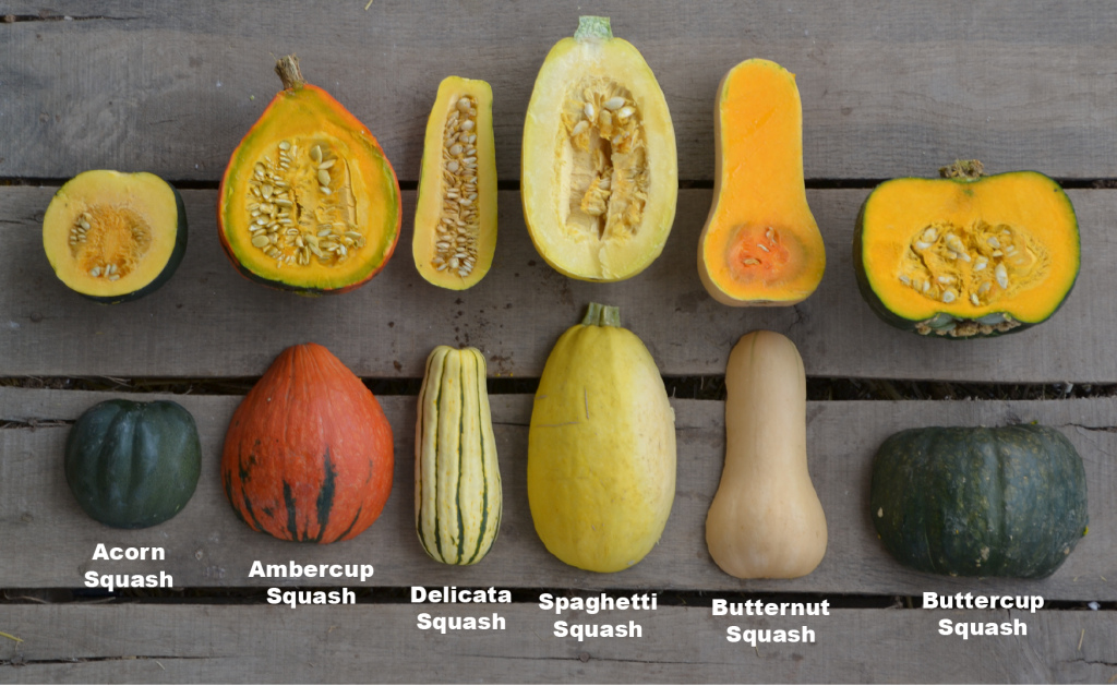 Название тыквы грушевидной формы фото Winter Squash Puree - Health Starts in the Kitchen Winter squash recipes, Easy s
