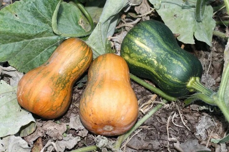 Название тыквы грушевидной формы фото MPB4 Squash Seeds Honeynut Squash Honey Nut 15 Thru 250 Seeds Winter Squash - Et