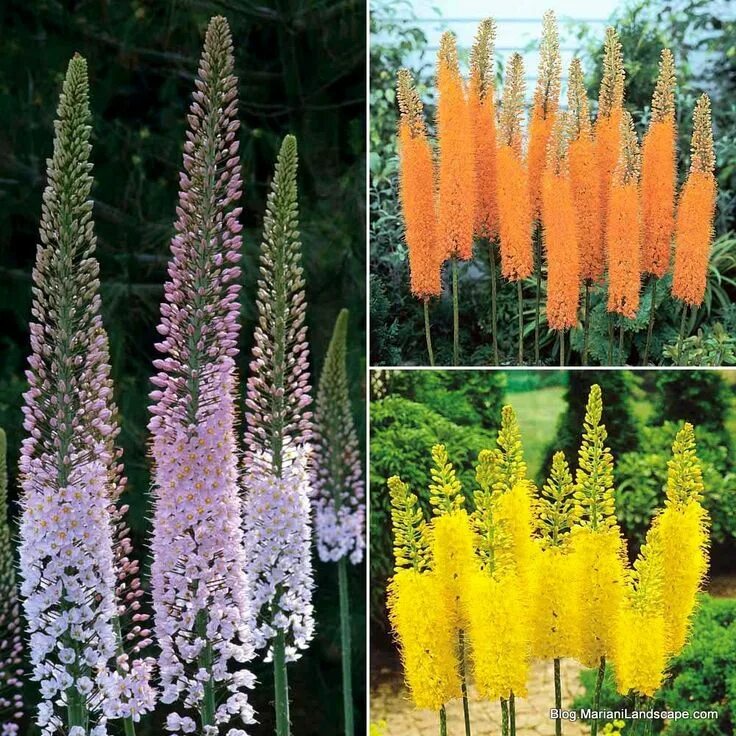 Название высоких цветов с фото A Mariani Landscape Blog Page 45 Planting flowers, Cottage garden plants, Perenn