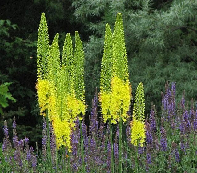 Название высоких цветов с фото Image result for foxtail lily Cottage garden, Cactus plants, Denver botanic gard