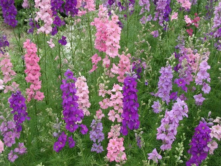 Название высоких цветов с фото Larkspur - strong-growing upright perennial - Full Sun - Sheltered - well draine
