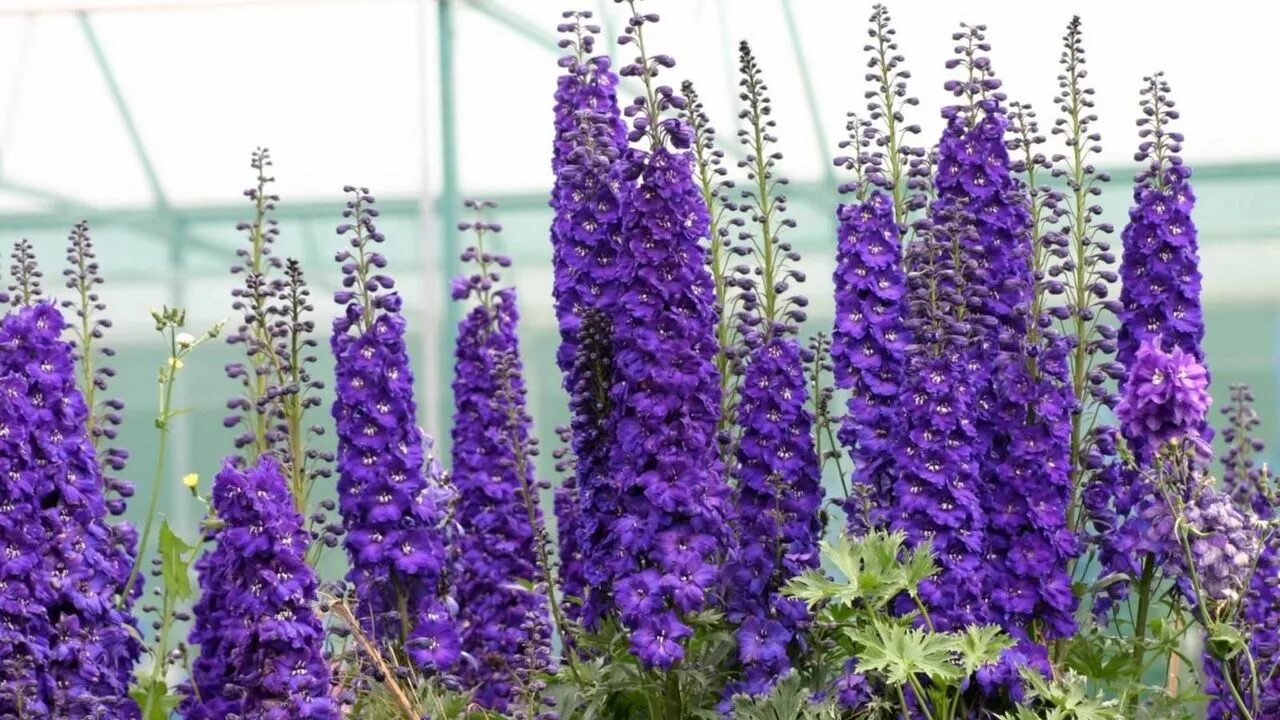 Название высоких цветов с фото Wallpaper delphinium, flowers, purple, bright, green hd, picture, image