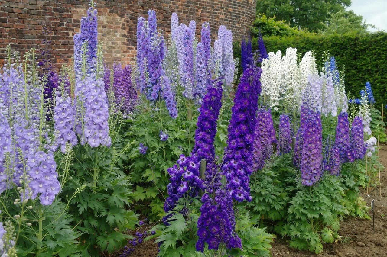 Название высоких цветов с фото Wallpapers Delphinium Blue Flowers Image #345200 Download Delphinium plant, Delp