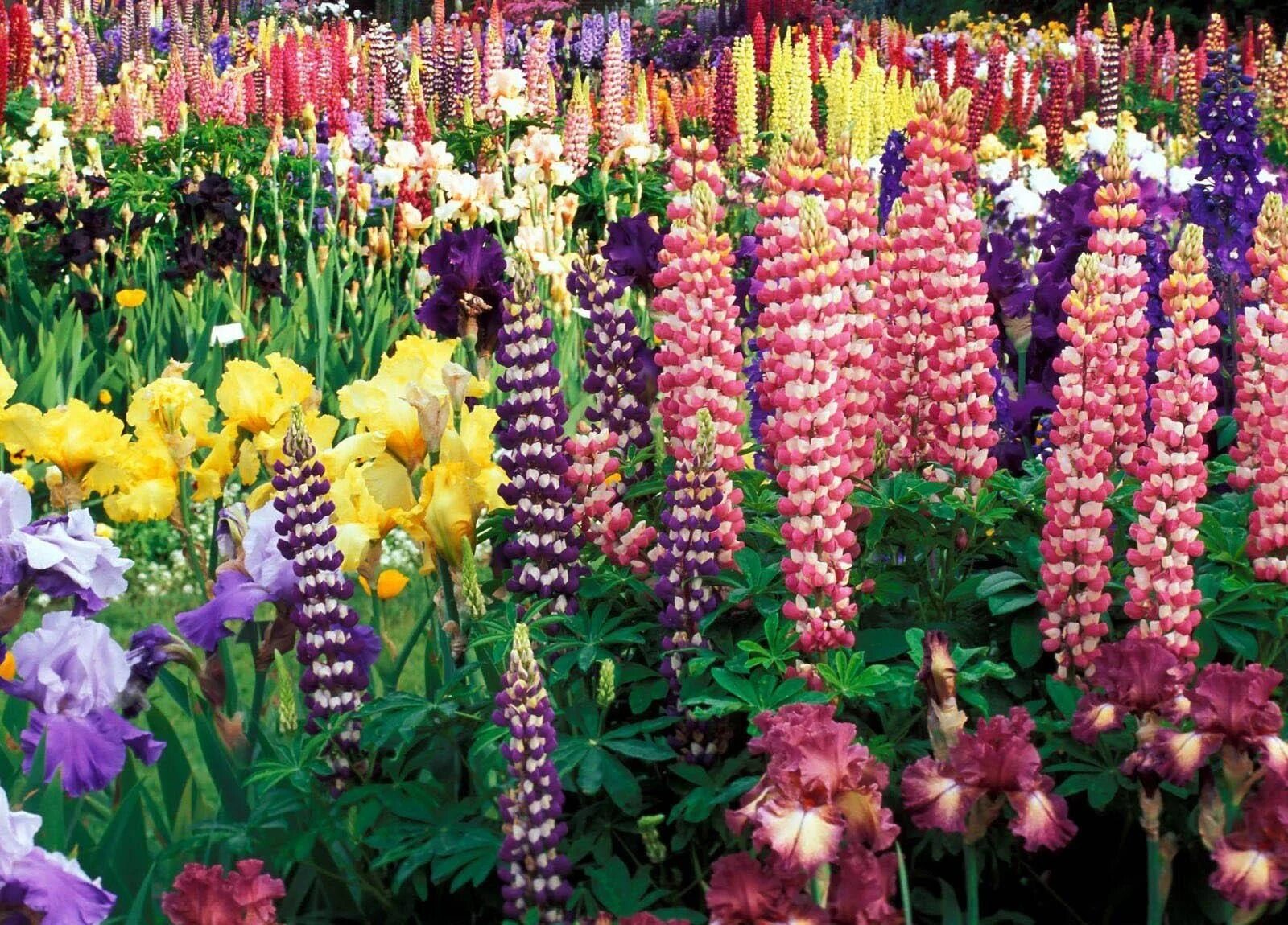Название высоких цветов с фото Wallpaper : flowers, garden, bright, lupines, beautiful, flower, flora, differen
