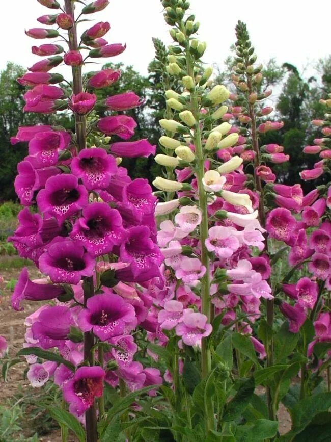 Название высоких цветов с фото Digitalis Mertonensis Summer King Bluestone Perennials Deer resistant plants, Pe