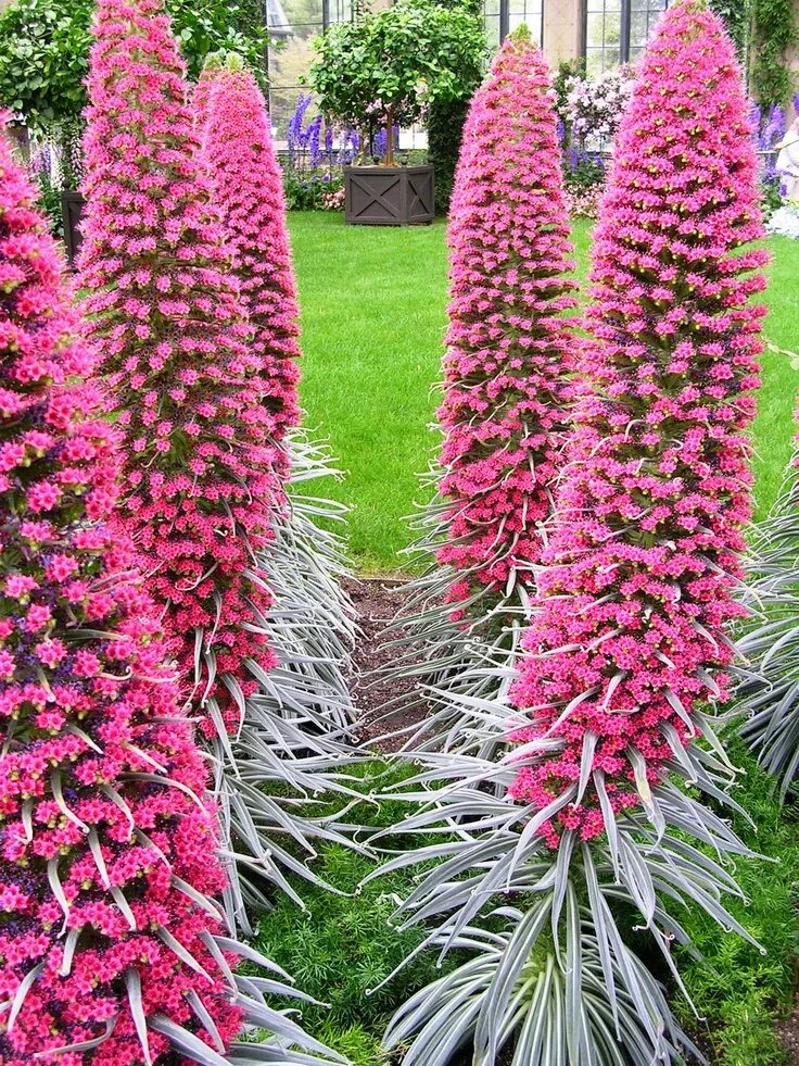 Название высоких цветов с фото Echium wildpretii - tower-of-jewels Flores exóticas, Plantas exóticas, Flores bo