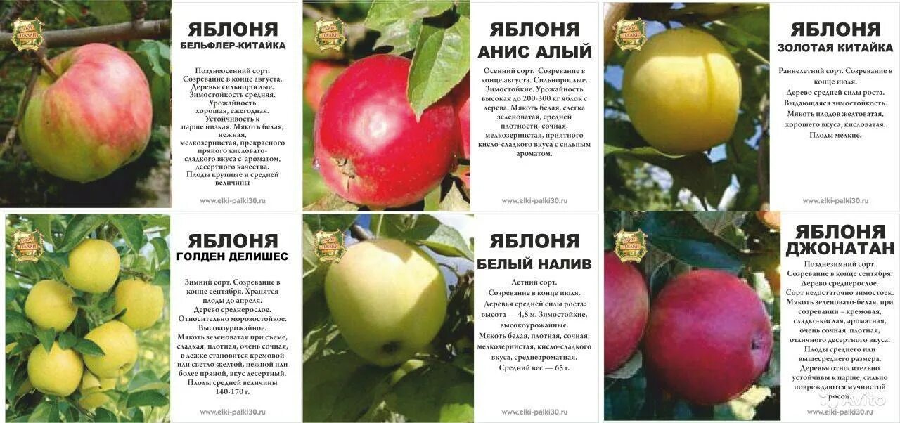Название яблонь с фото для сибири Ранние сорта яблонь: подборка с описанием и характеристиками, достоинства и недо