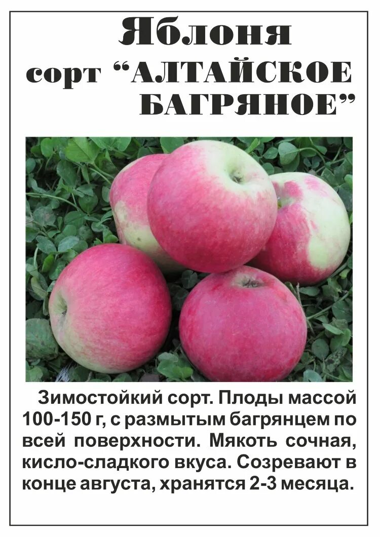 Название яблонь с фото для сибири Яблоня Алтайское багряное