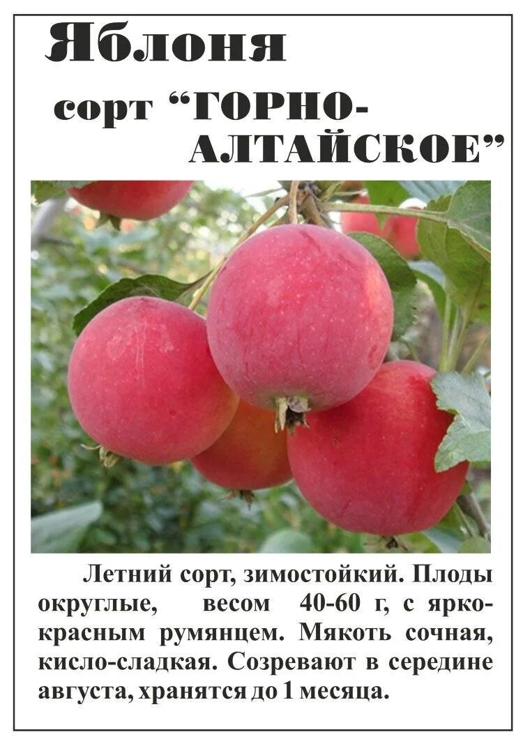Название яблонь с фото для сибири Зимостойкие сорта яблонь фото - DelaDom.ru