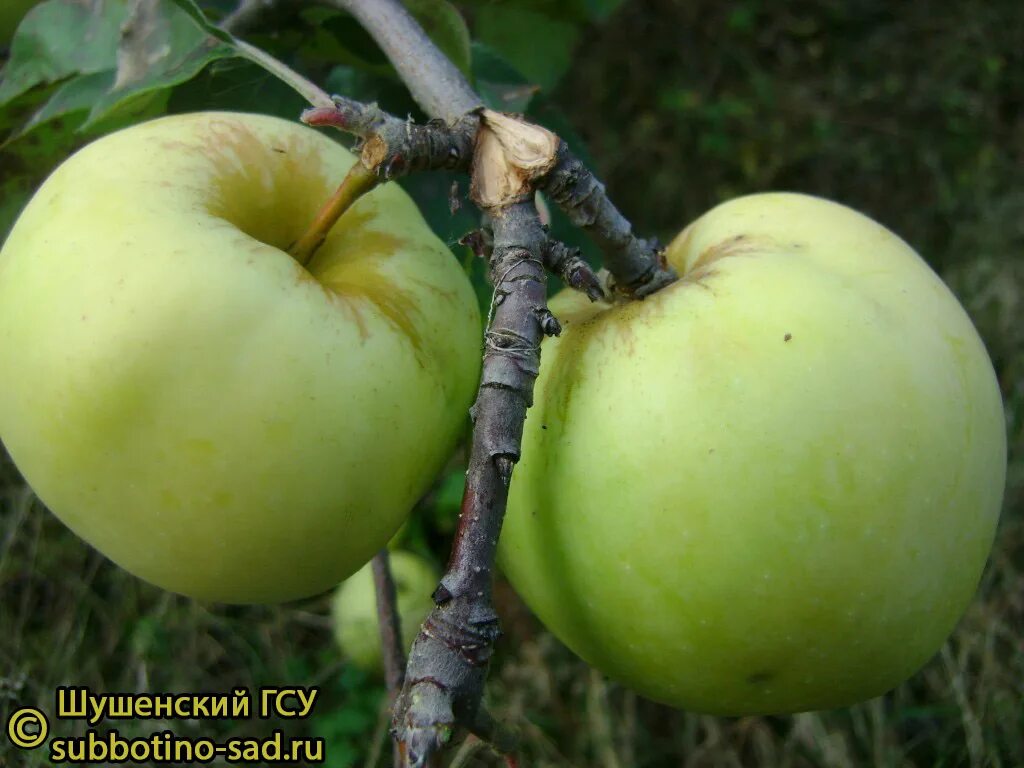 Название яблонь с фото для сибири Зимостойкие сорта яблонь фото - DelaDom.ru
