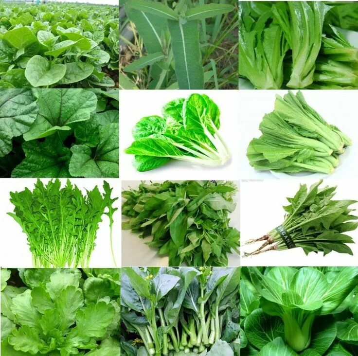 Название зеленых салатов с фото Global Leaf Vegetable Seeds Market Trends and Opportunity Analysis 2013-2028 Gre