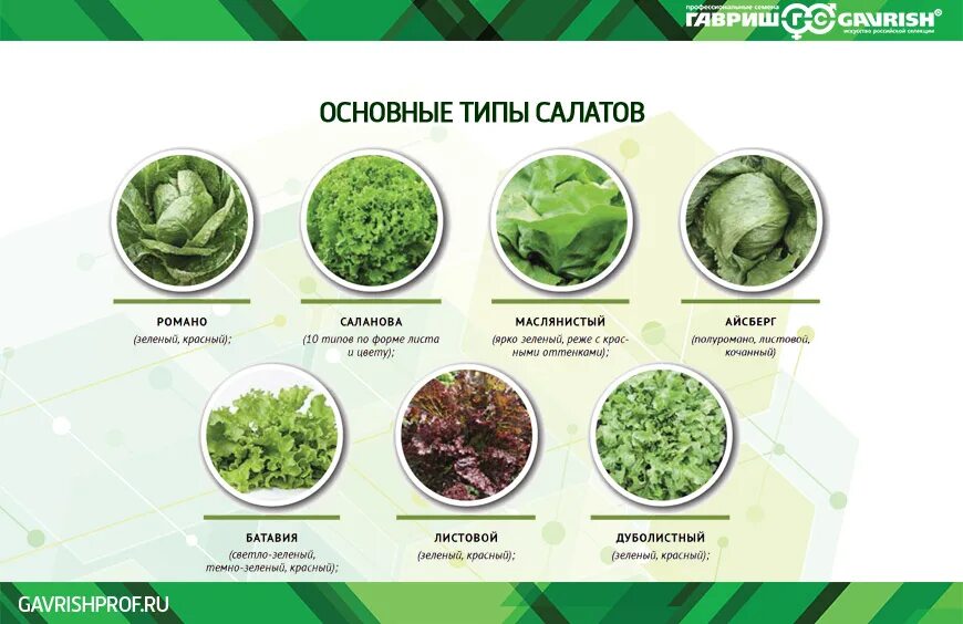 Название зеленых салатов с фото Всё о выращивании салата Профессиональные семена "Гавриш"