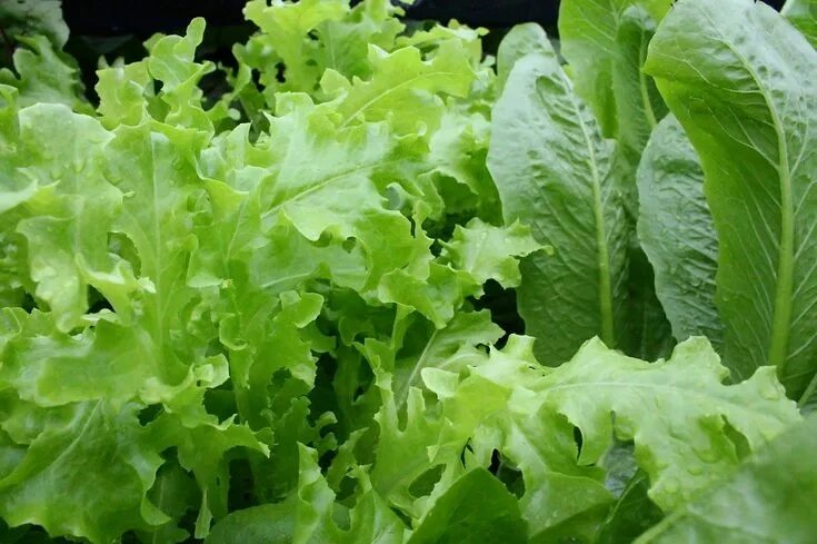 Название зеленых салатов с фото Horta urbana: cinco vegetais para plantar com pouco espaço Legumes de inverno, C