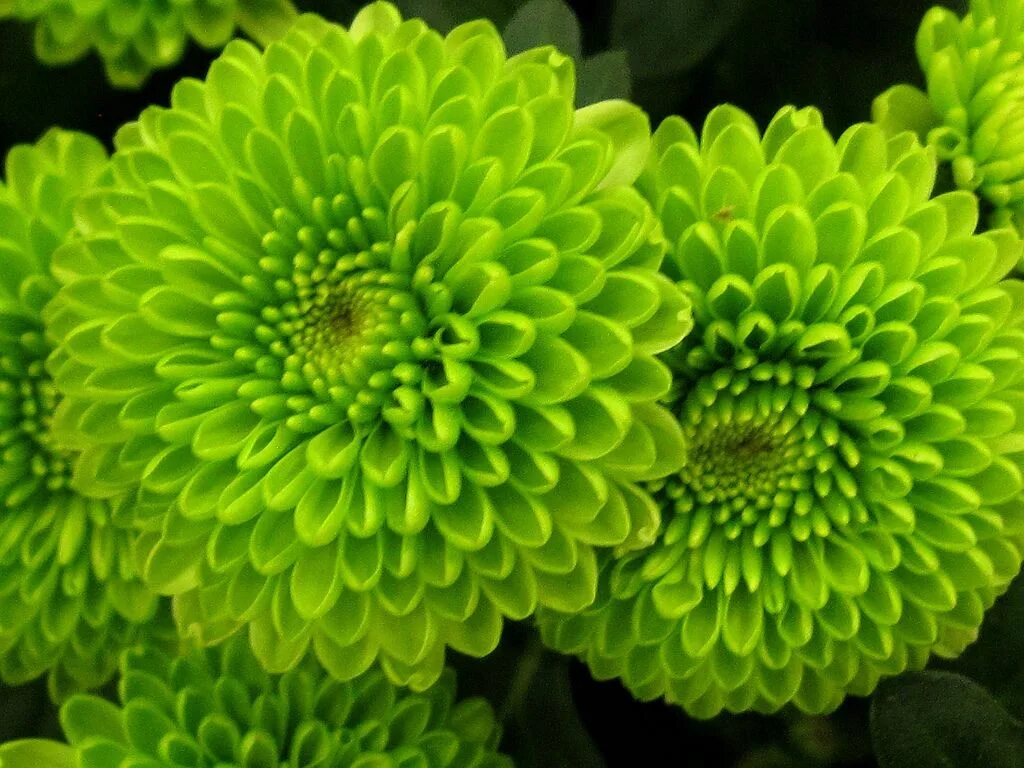Название зеленых цветов фото All Green-Chrysanthemum Flowers Chrysanthemum flower seeds, Flower seeds, Rare f