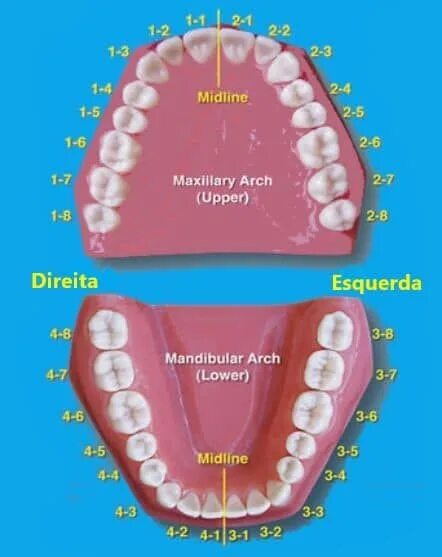 Название зубов по номерам фото Nome e numeração dos dentes, suas funções e curiosidades Teeth, Dental, Dental a