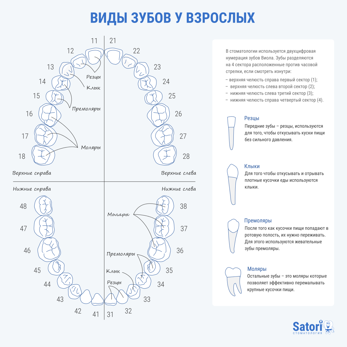 Название зубов по номерам фото Врач стоматолог Михаил Ксенчук рассказывает о устройстве зубов