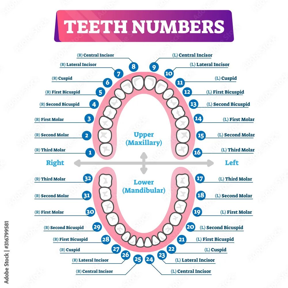 Название зубов по номерам фото Teeth numbers oral cavity scheme Векторне зображення Stock Adobe Stock