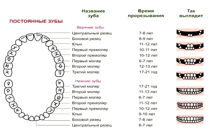 Название зубов по номерам фото Гипердонтия - когда зубов во рту много