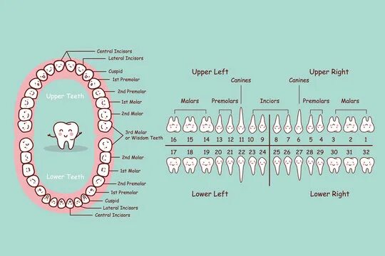 Название зубов по номерам фото Teeth Diagram Зображення - огляд 5,139 Стокові фото, векторні зображення й відео