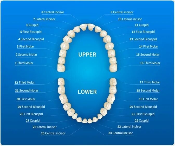 Название зубов по номерам фото Universal numbering system for teeth Tooth chart, Human mouth, Dental assistant 
