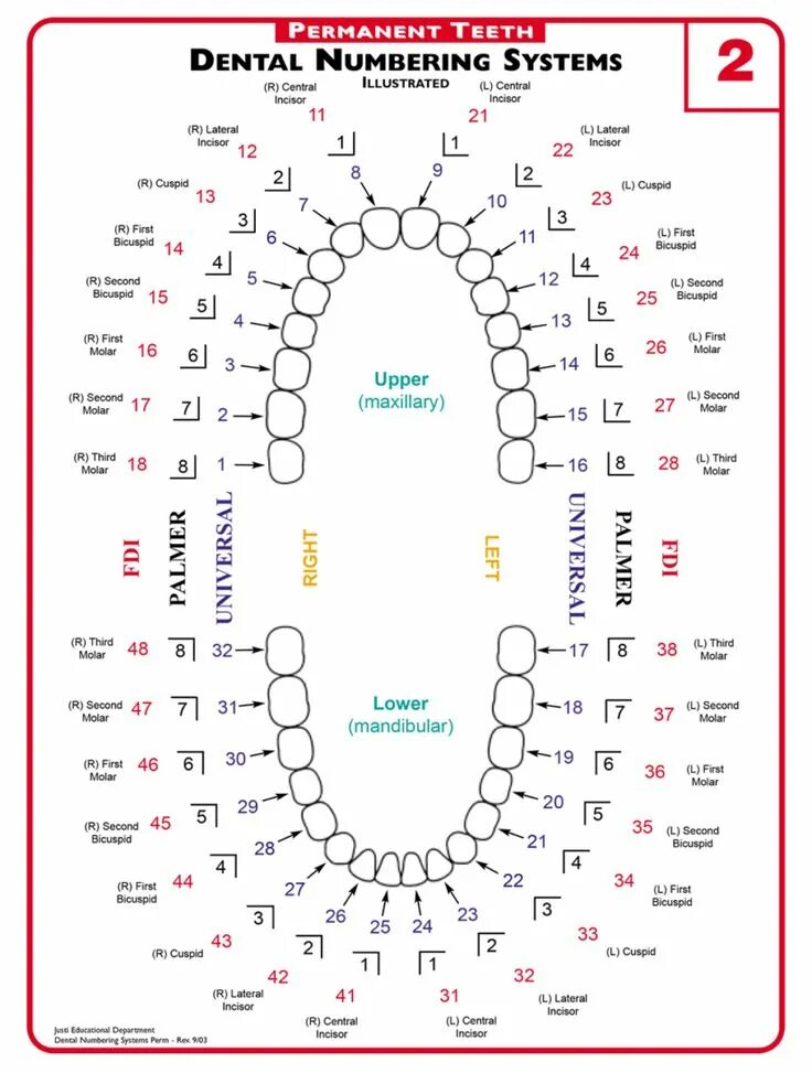 Название зубов по номерам фото A Guide to Understanding Dental Lingo - from 123Dentist Dental anatomy, Dental c
