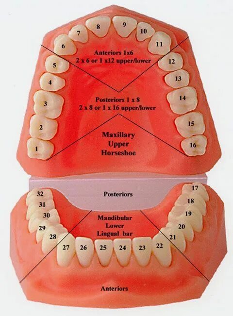 Название зубов по номерам фото Dental, Dental hygiene school, Dental implants
