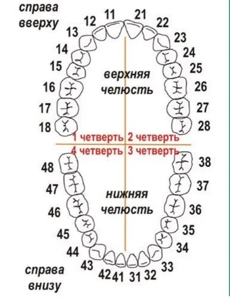 Название зубов по номерам фото Откуда у меня 46 зуб? ВКонтакте