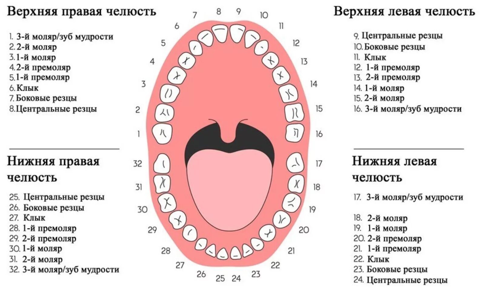 Название зубов по номерам фото Стоматология "Жемчуг" Сергиев Посад