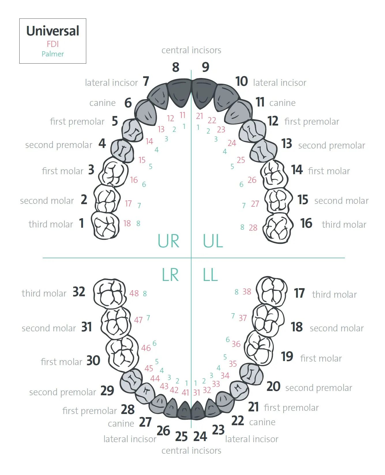 Название зубов по номерам фото Dental Notation Systems - ClearCorrect Support