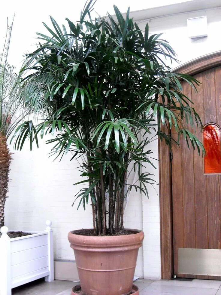 Названия больших комнатных цветов фото Rhapis Palm in 2024 Indoor palm trees, Trees to plant, House plants indoor