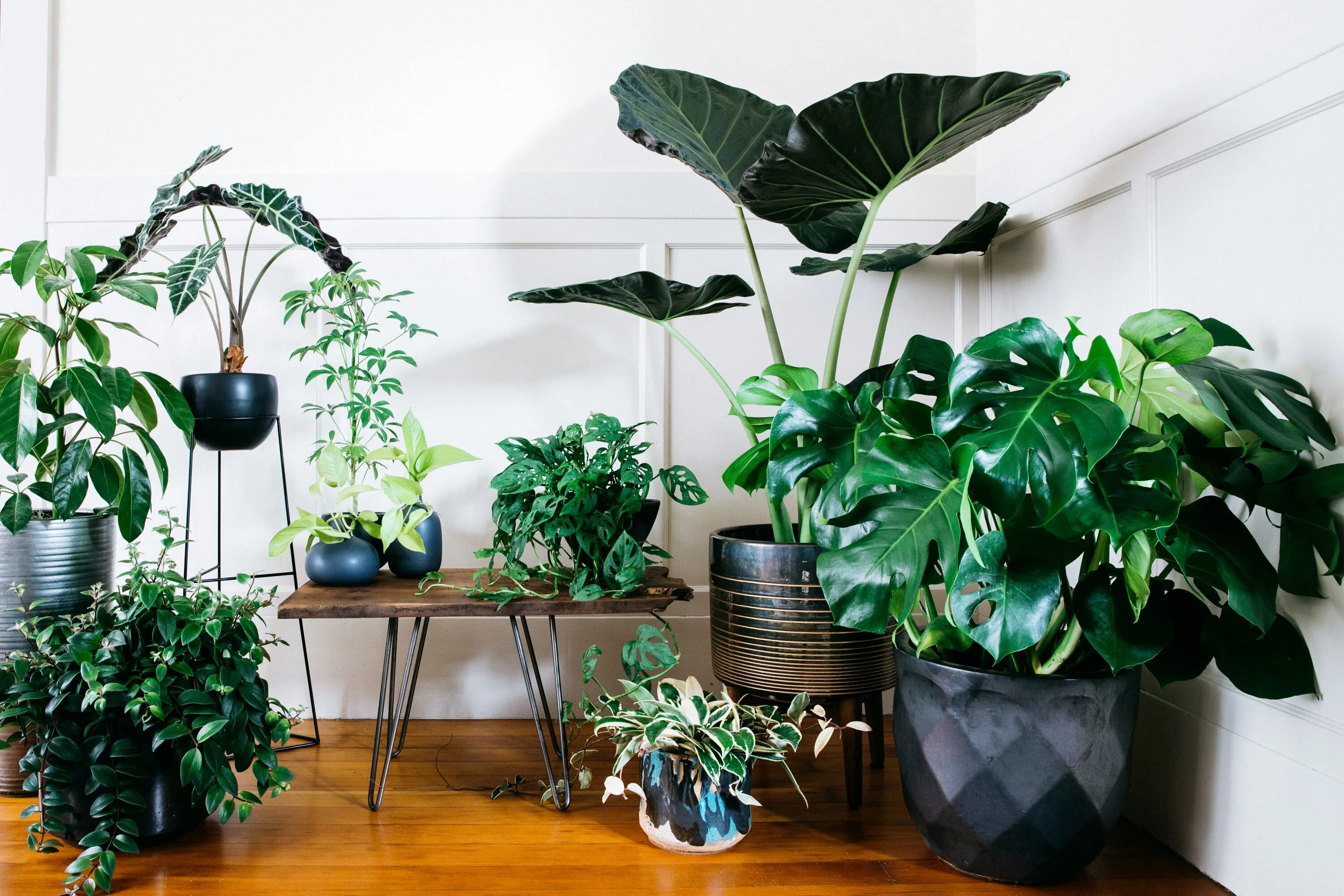 Названия больших комнатных цветов фото 19 Ways to Design with Houseplants