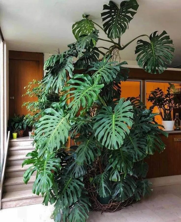 Названия больших комнатных цветов фото Giant Monstera Deliciosa swiss Cheese Plant, Ceriman, Cutleaf Philodendron, Mexi