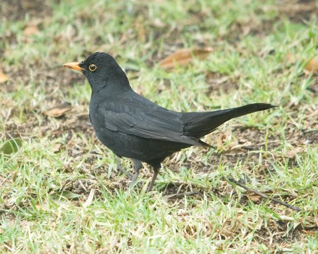 Названия черных птиц с фото Blackbird Male Blackbird - Turdus merula - Черный дрозд Is. Flickr