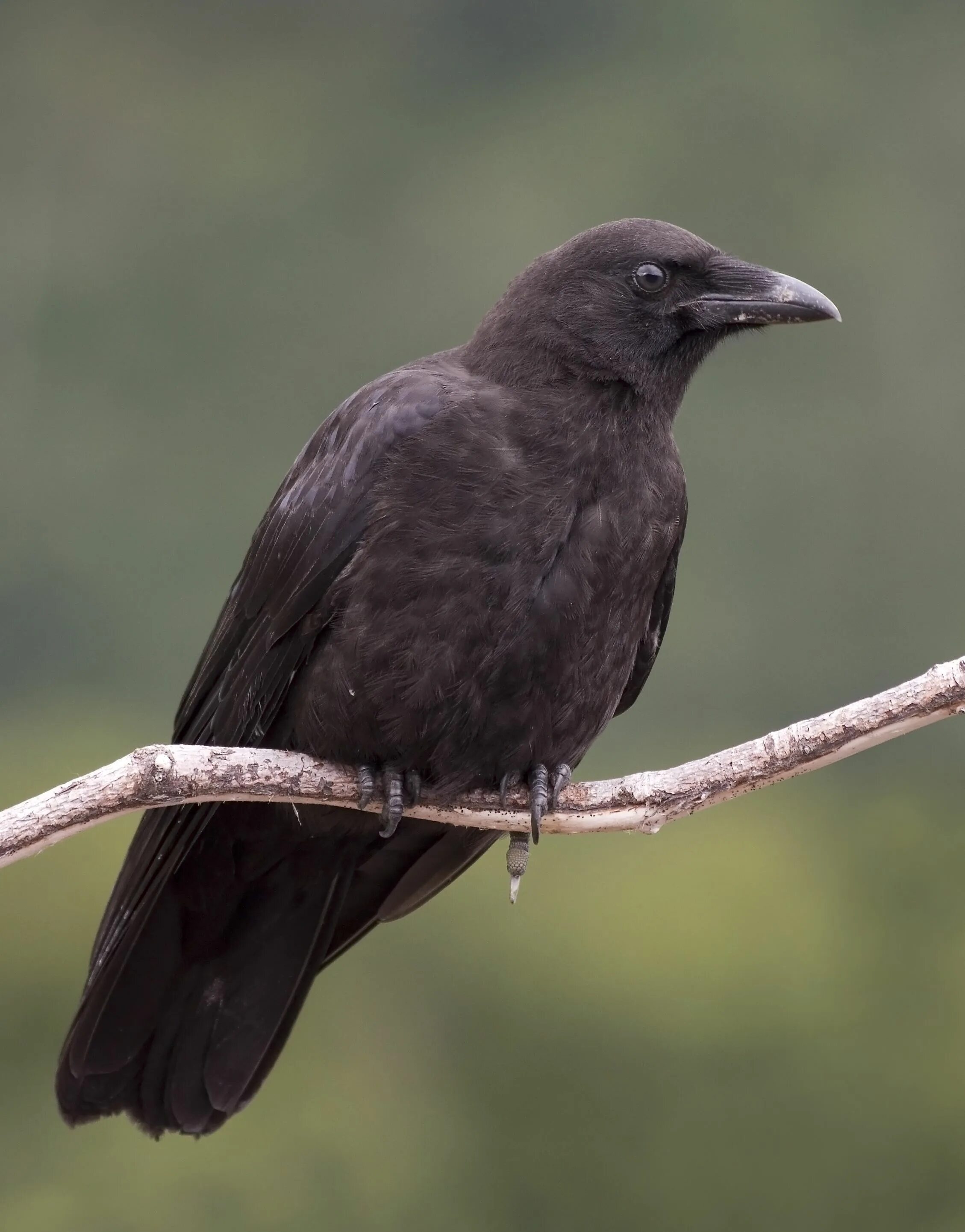Названия черных птиц с фото Northwestern Crow American crow, Crow, Crow bird