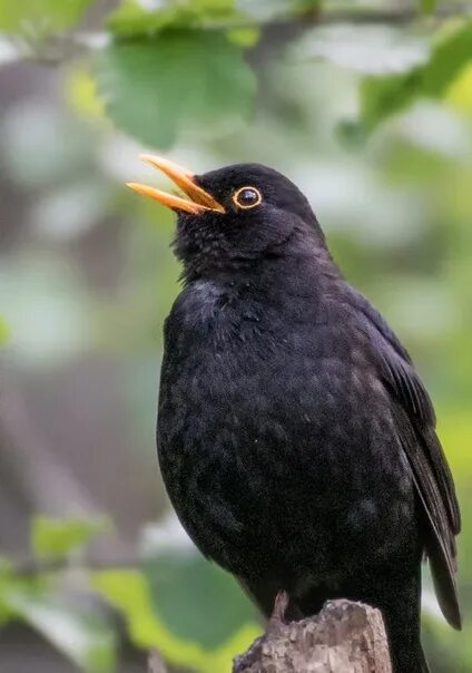 Названия черных птиц с фото Blackbird bird