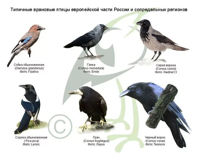 Названия черных птиц с фото Врановые птицы Птицы