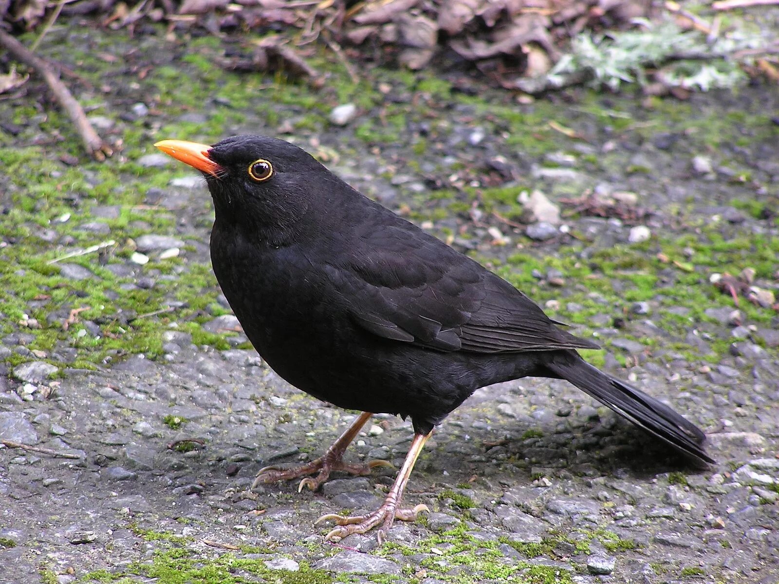 Названия черных птиц с фото Файл:Blackbird (male).jpg - Вікіпедыя