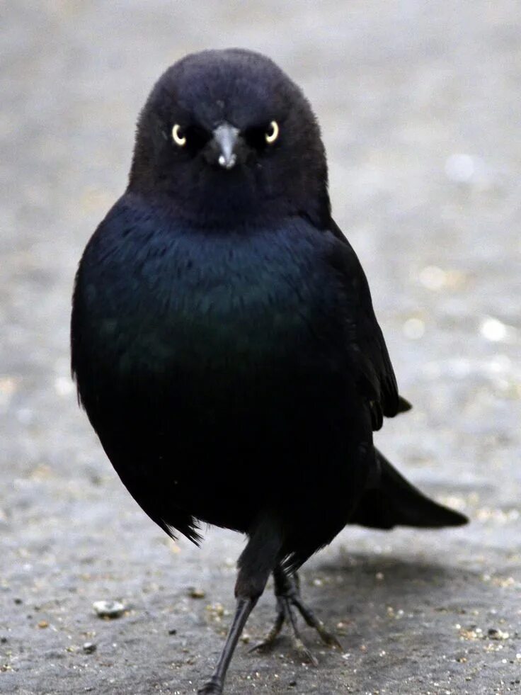 Названия черных птиц с фото The Nature of Framingham: Those Cute Western Blackbirds カ ラ ス, 動 物, 動 物 か わ い い