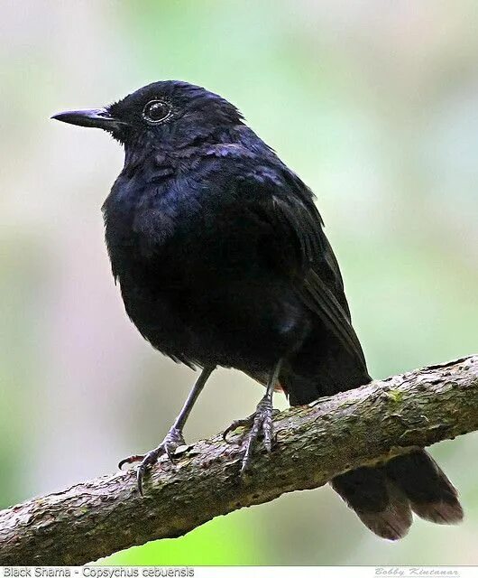 Названия черных птиц с фото Black Shama for November Bird species, Birds, Beautiful birds