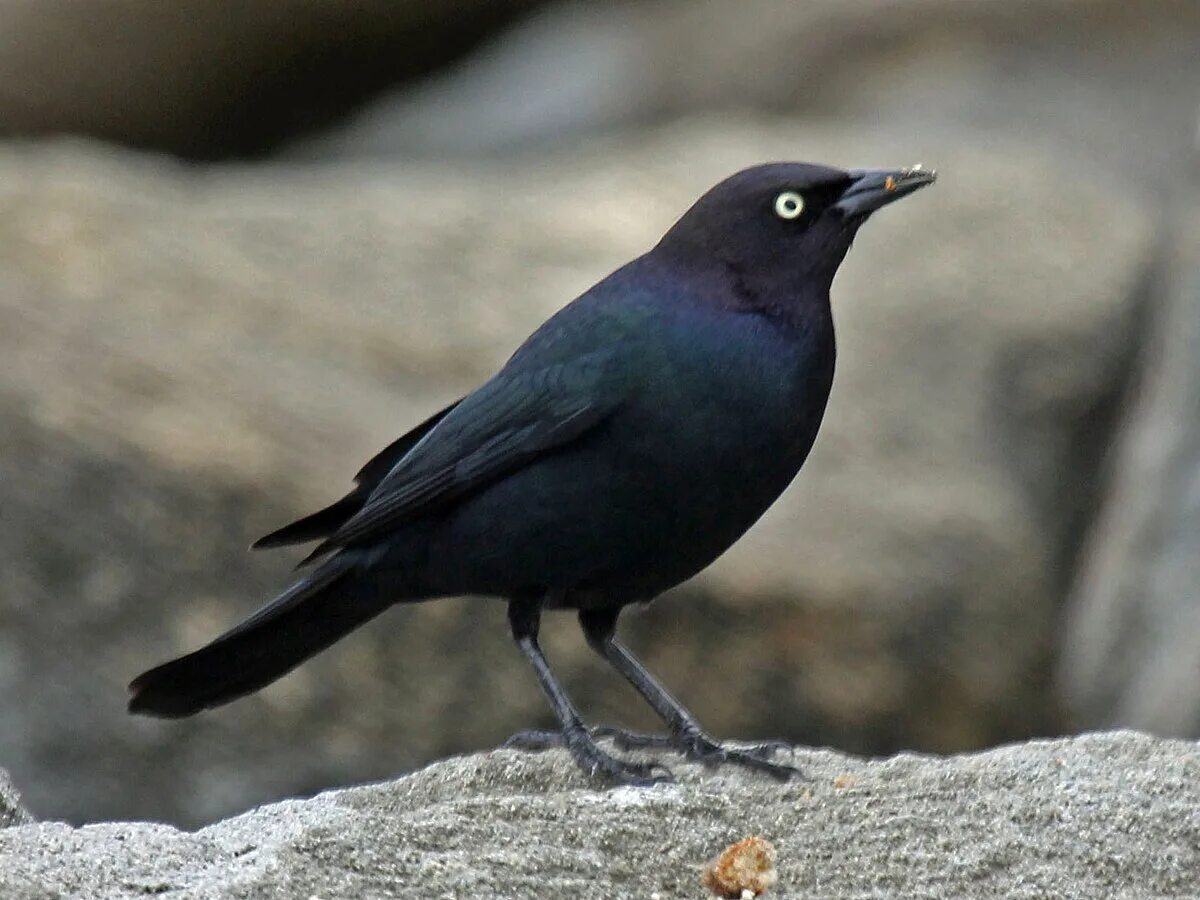 Названия черных птиц с фото Файл:Brewer's Blackbird male RWD4.jpg - Википедия