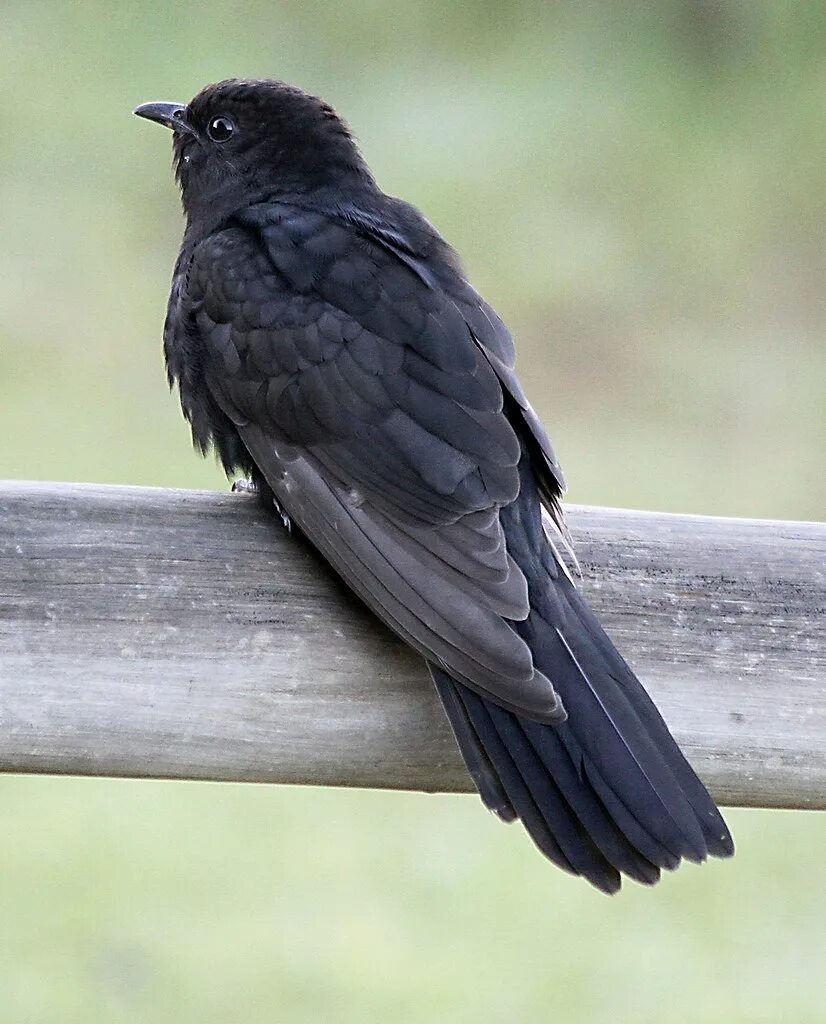 Названия черных птиц с фото Файл:Black Cuckoo (8468097929).jpg - Википедия