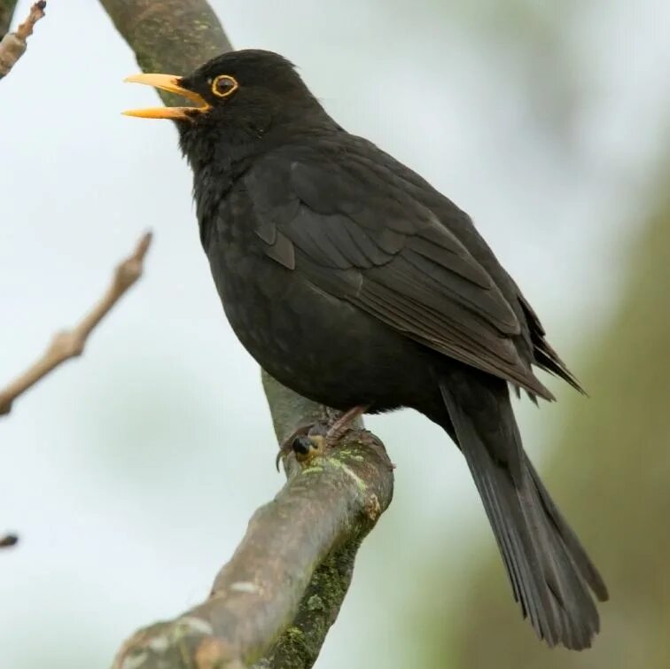 Названия черных птиц с фото Bird Info/ Blackbird Farbrook Farm Black bird, Pet birds, Bird