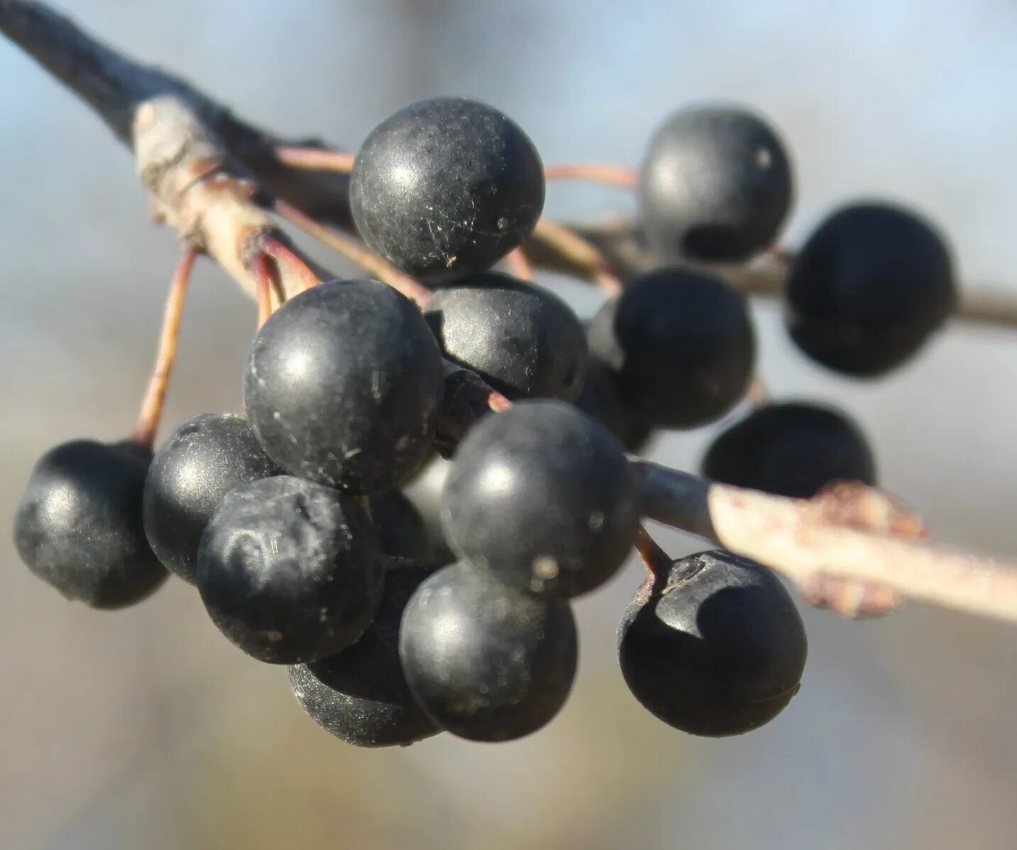 Названия черных ягод с фото File:Gfp-black-berries.jpg - Wikimedia Commons