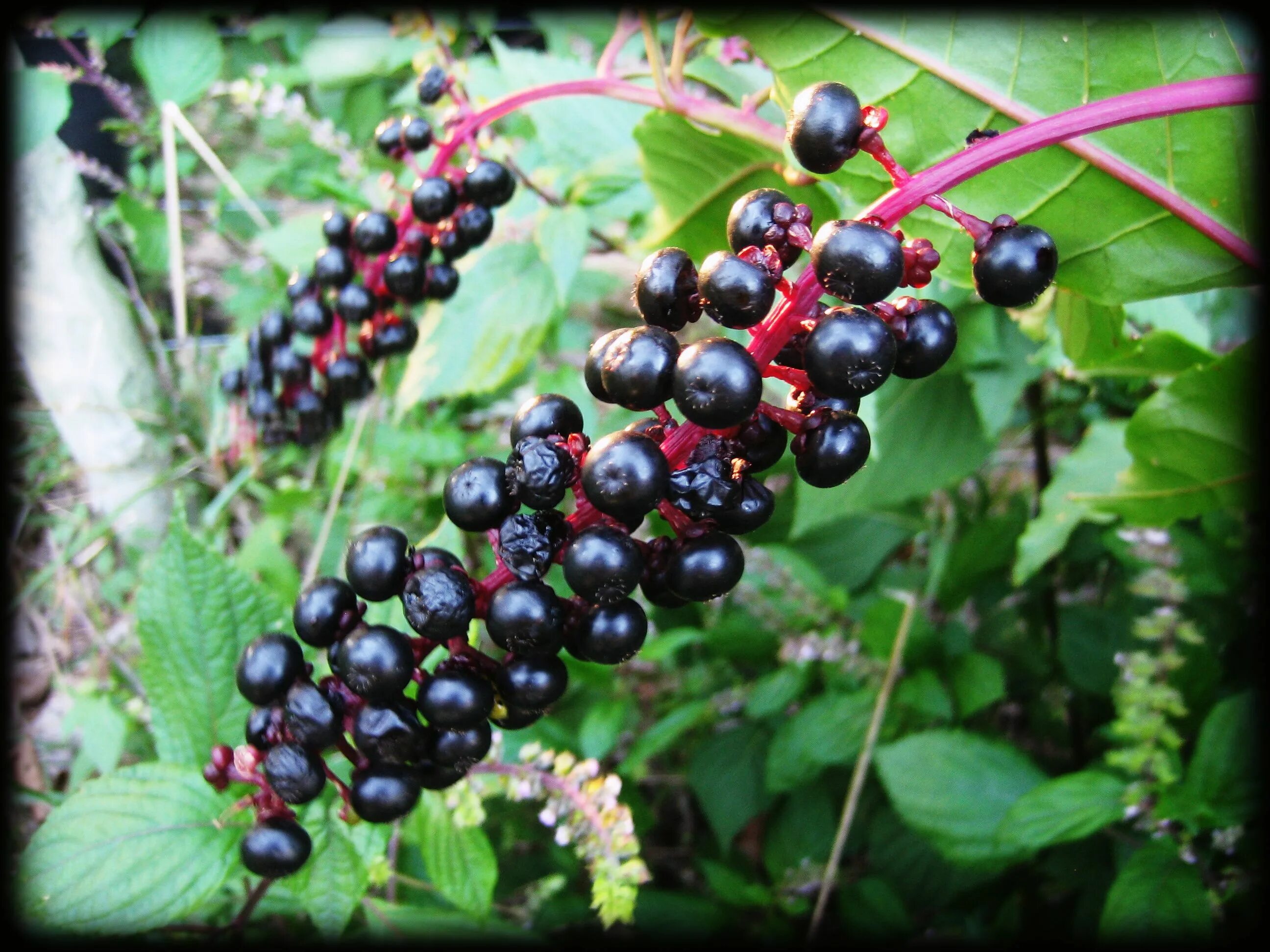 Названия черных ягод с фото At the Burrow DyeTable Two: A Little Poke in the Night Poisonous plants, Natural