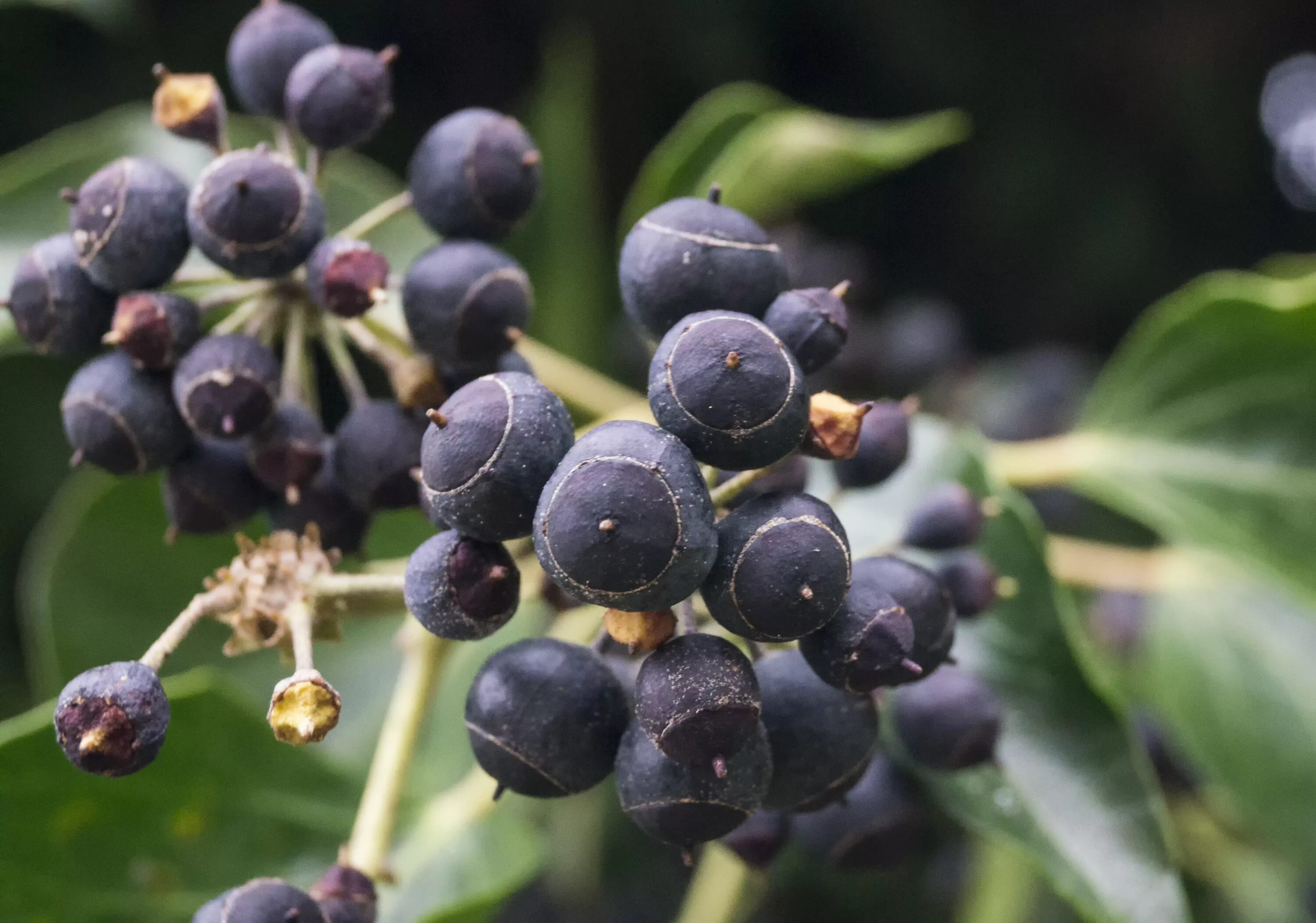Названия черных ягод с фото Free Images : tree, branch, fruit, berry, flower, purple, floral, food, produce,