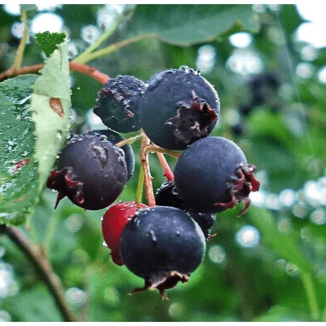Названия черных ягод с фото Ирга Ламарка (Amelanchier lamarckii) C12L; 150+cm. BE купить в питомнике растени