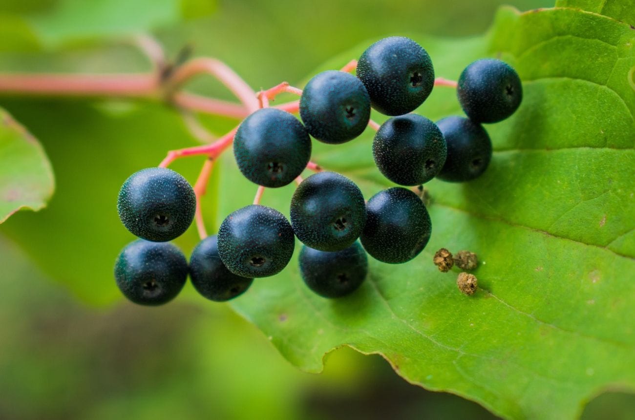 Названия черных ягод с фото Growing Blackcurrants, Redcurrants and Whitecurrants Roots Plants