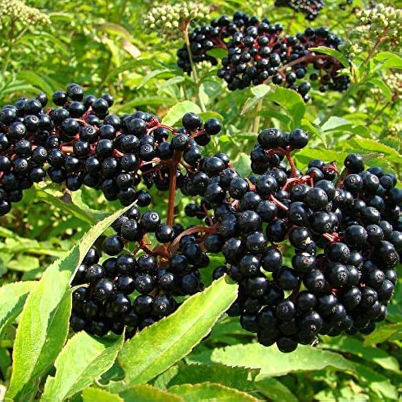 Названия черных ягод с фото Amazon.com: Elderberry Seeds For Planting