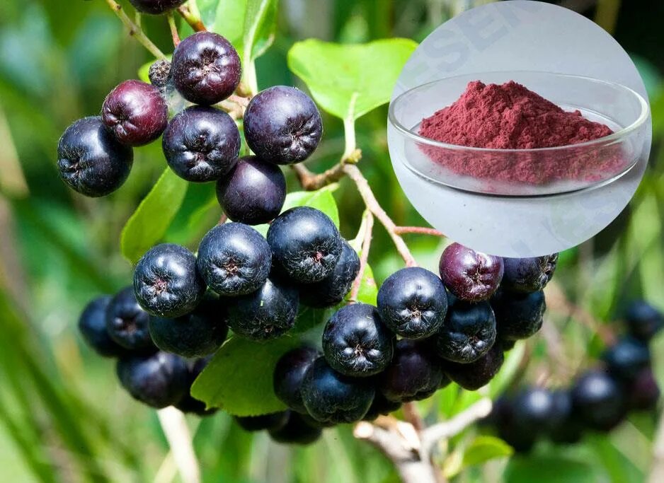 Названия черных ягод с фото Голубика садовая (Vaccinium corymbosum Brigitta C3). Остаток шт 21